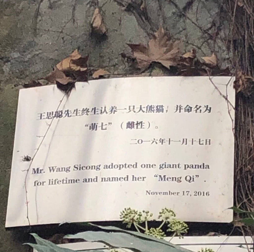 王思聪的狗可可最近怎样了,王思聪养宠物