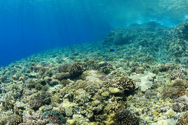 海洋精粹保湿修护乳,海洋精粹有什么效果
