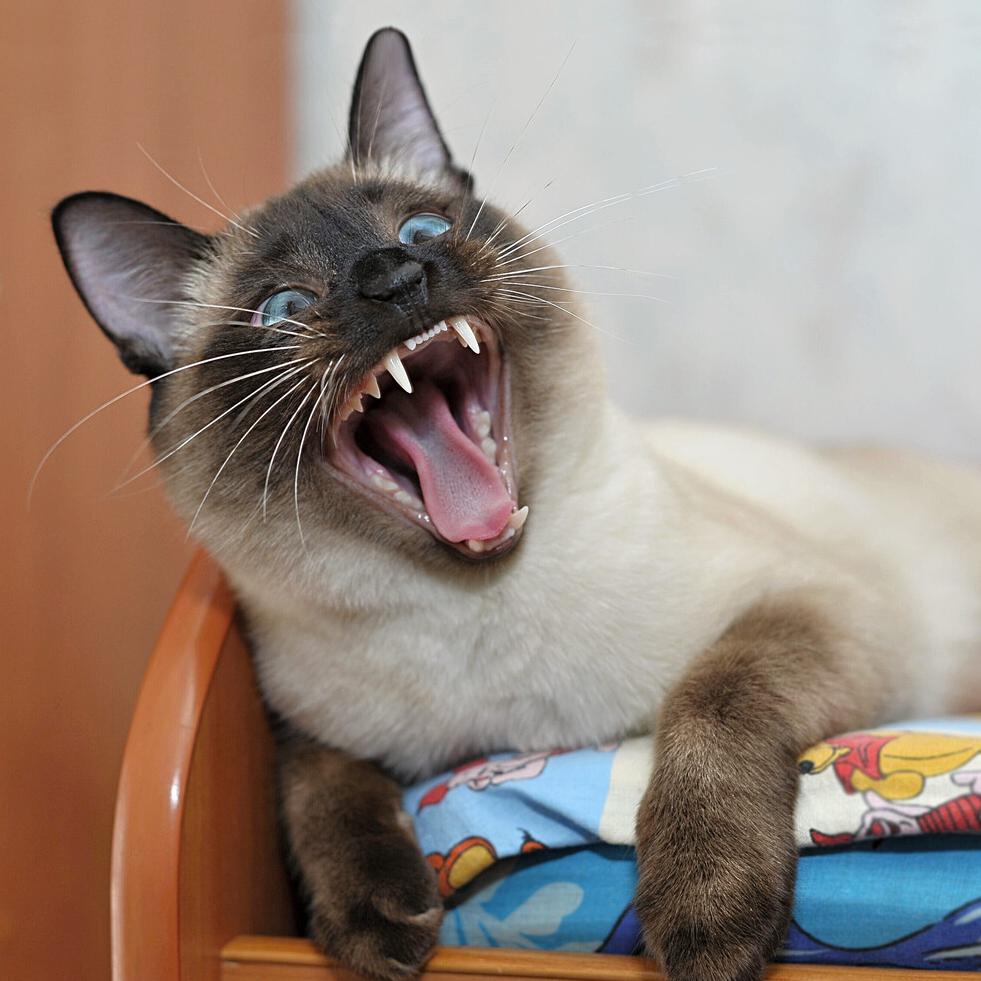 暹罗猫到底好不好看,暹罗猫好不好撸