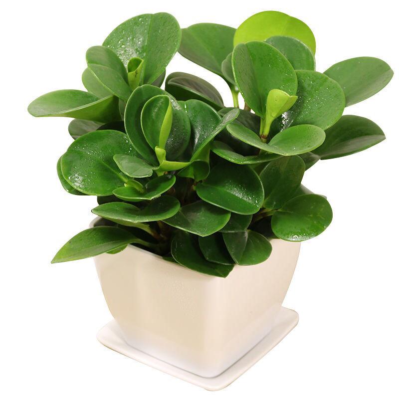 好养的盆栽花卉排名前十,盆栽花比较好养的有哪些