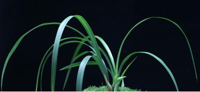 养兰花得雅趣,养兰知识大全