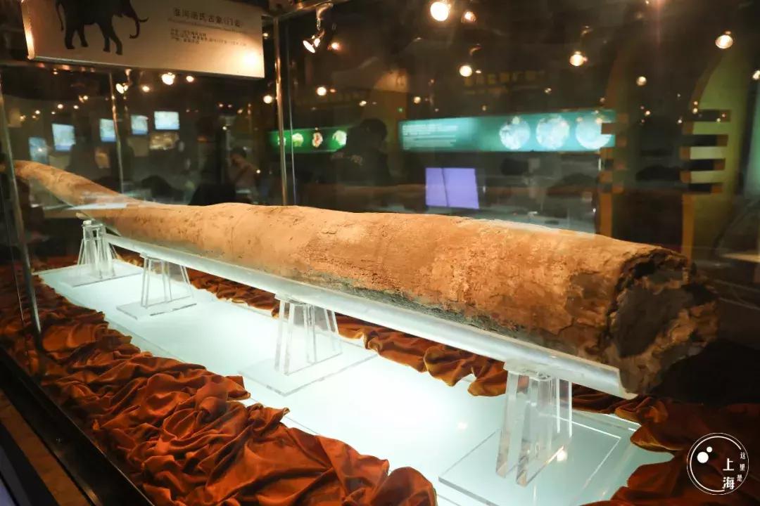 整个上海都是繁华的吗,上海一座美丽的魔都