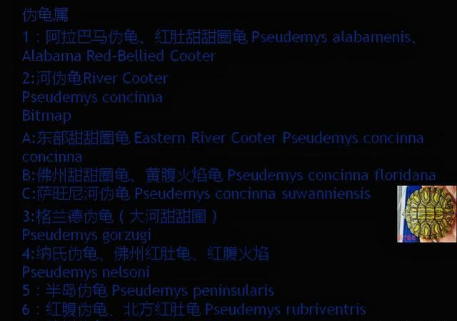 巴西脸龟类成体大小,巴西脸的龟长大什么样