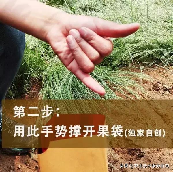 苹果膜袋快速套袋法,苹果套袋视频教程大全