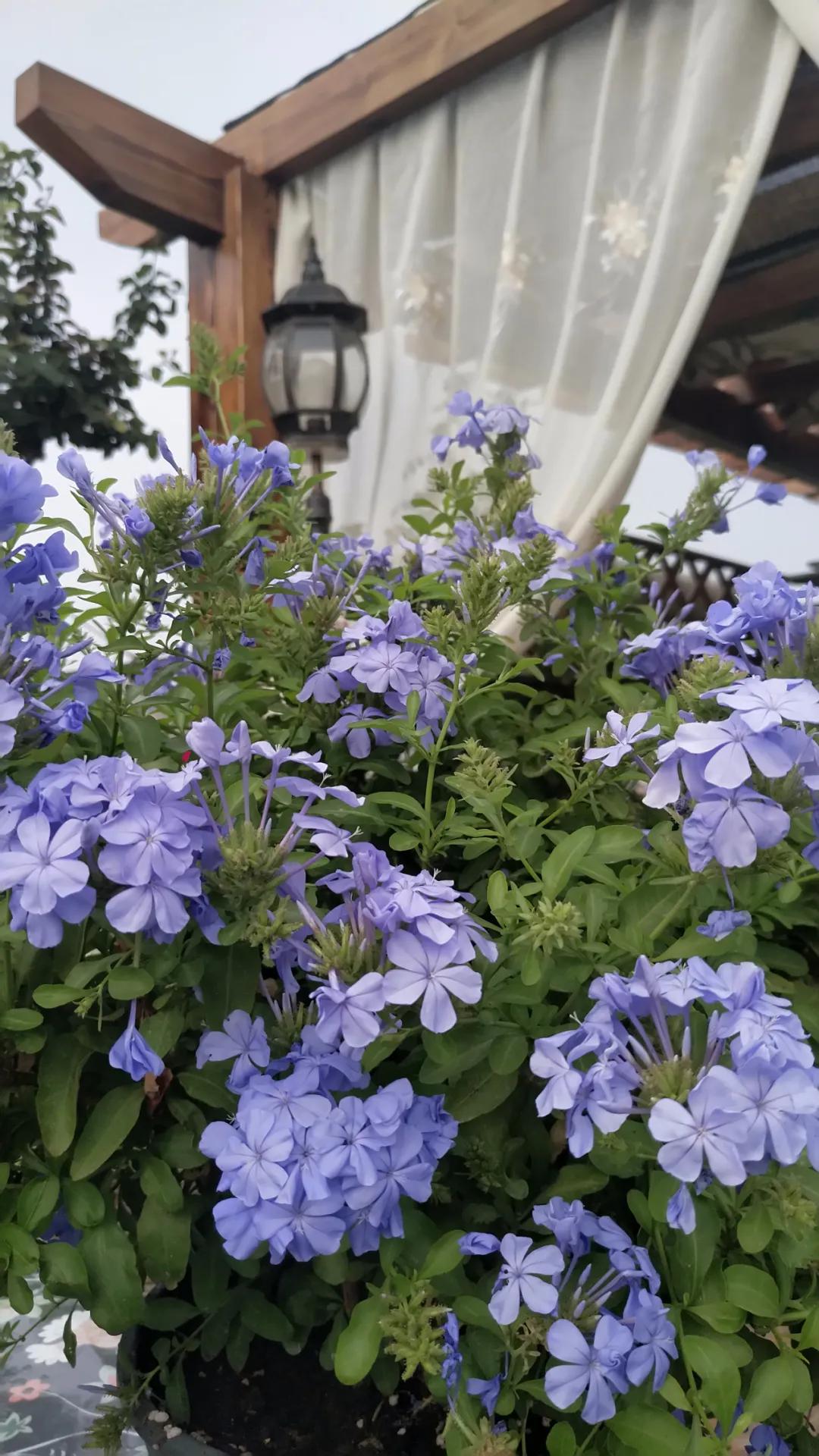 “雪”花那个PiaoPiao，这个世界真好