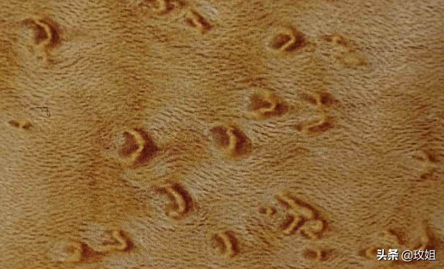 硬枫原木,硬岩枫树