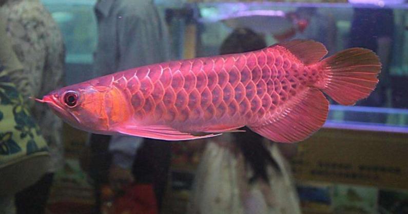 红龙鱼闪耐和普通红龙什么区别,练手红龙鱼和红龙精品鱼的区别