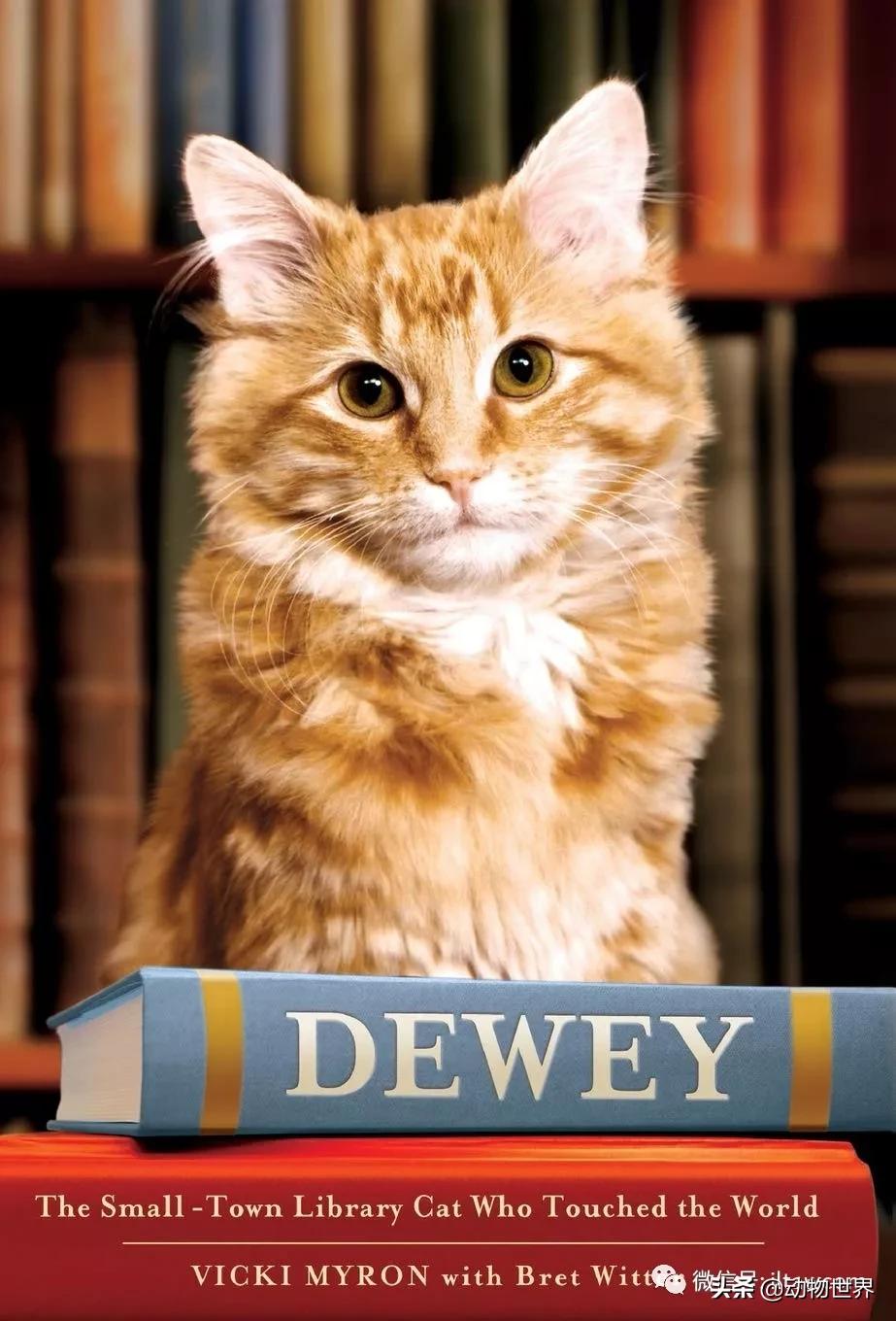 世界各国国宝级动物,世界各地的名贵动物