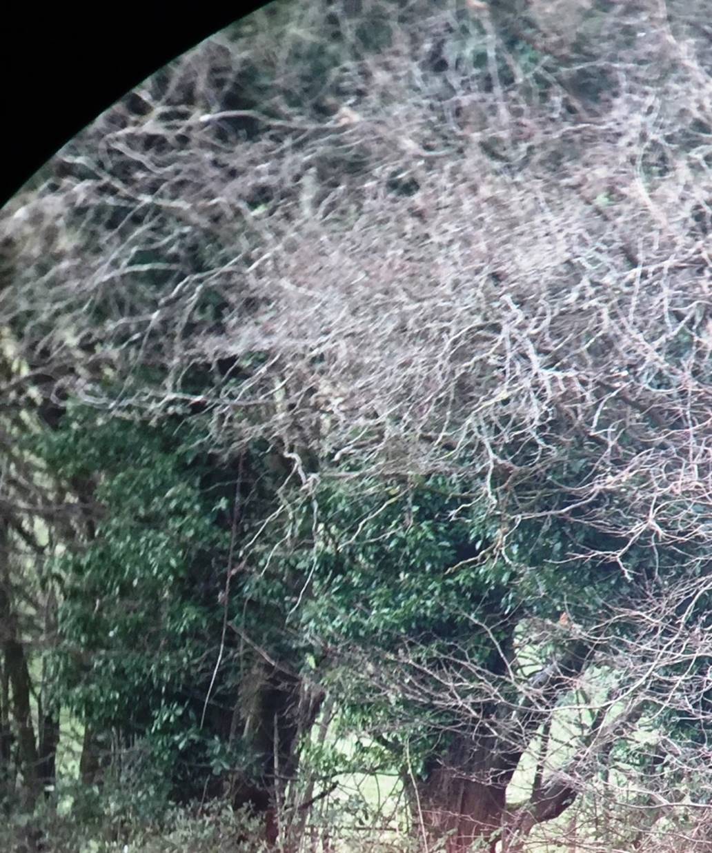 施华洛世奇1000左右,施华洛世奇低端系列