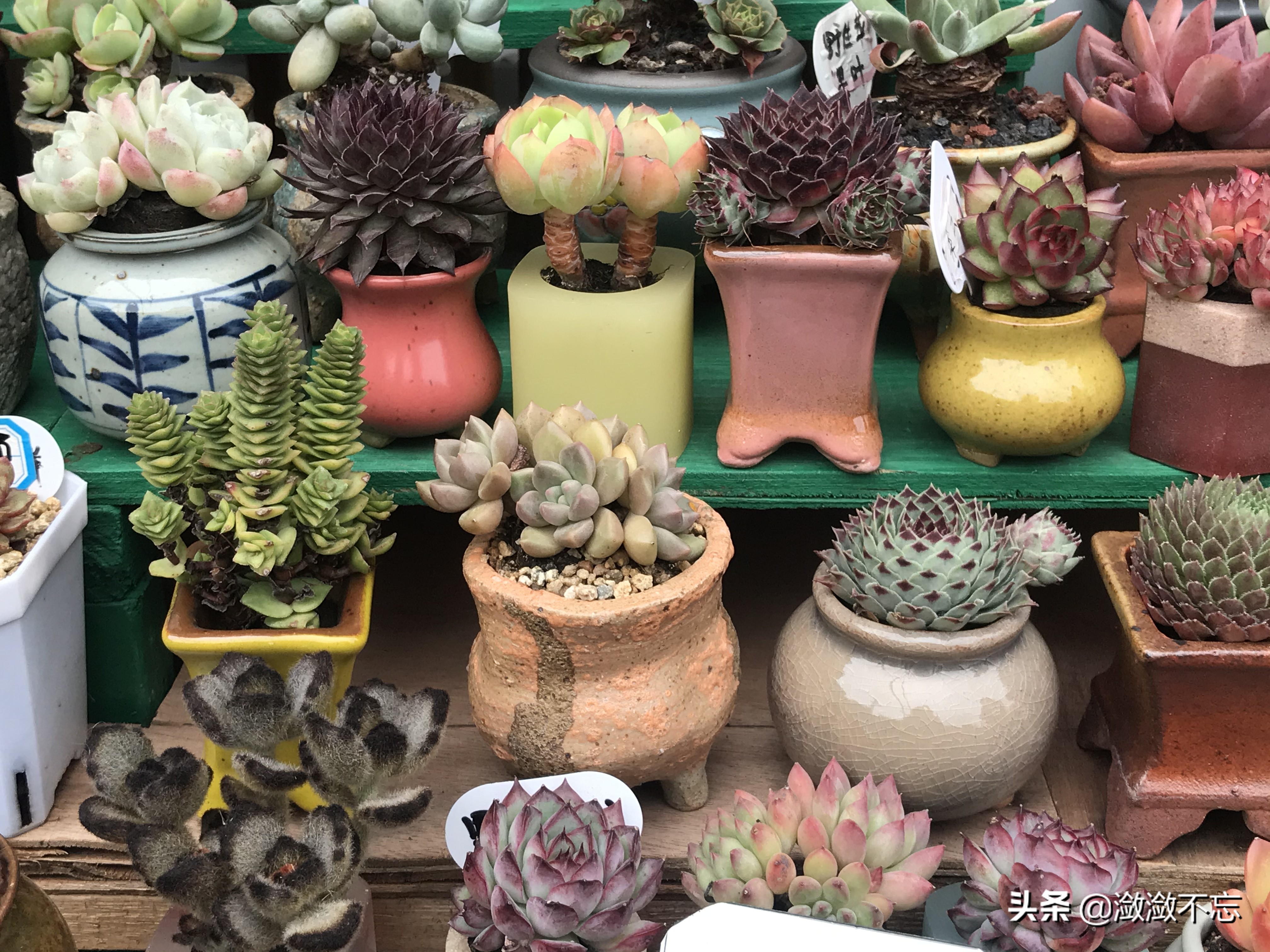 昆明哪里买花便宜又好,昆明斗南花卉市场怎么买花