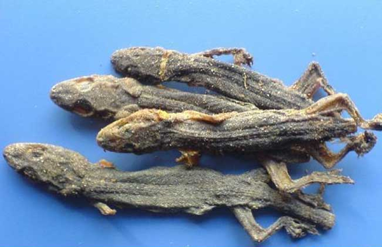 人畜无害的壁虎为什么无毒,壁虎为什么成为五毒之首