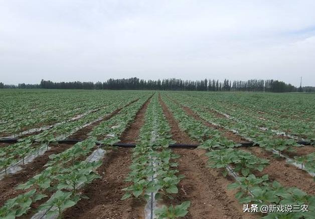 农业大变天？裸果要提价？新政策落地，国家投真金白银，好好干