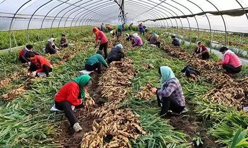 农村有前途的三个生意,农村有三个赚钱的行业