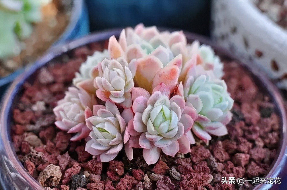 夏天怎么把冰莓多肉种成活,多肉冰莓适合深盆还是浅盆