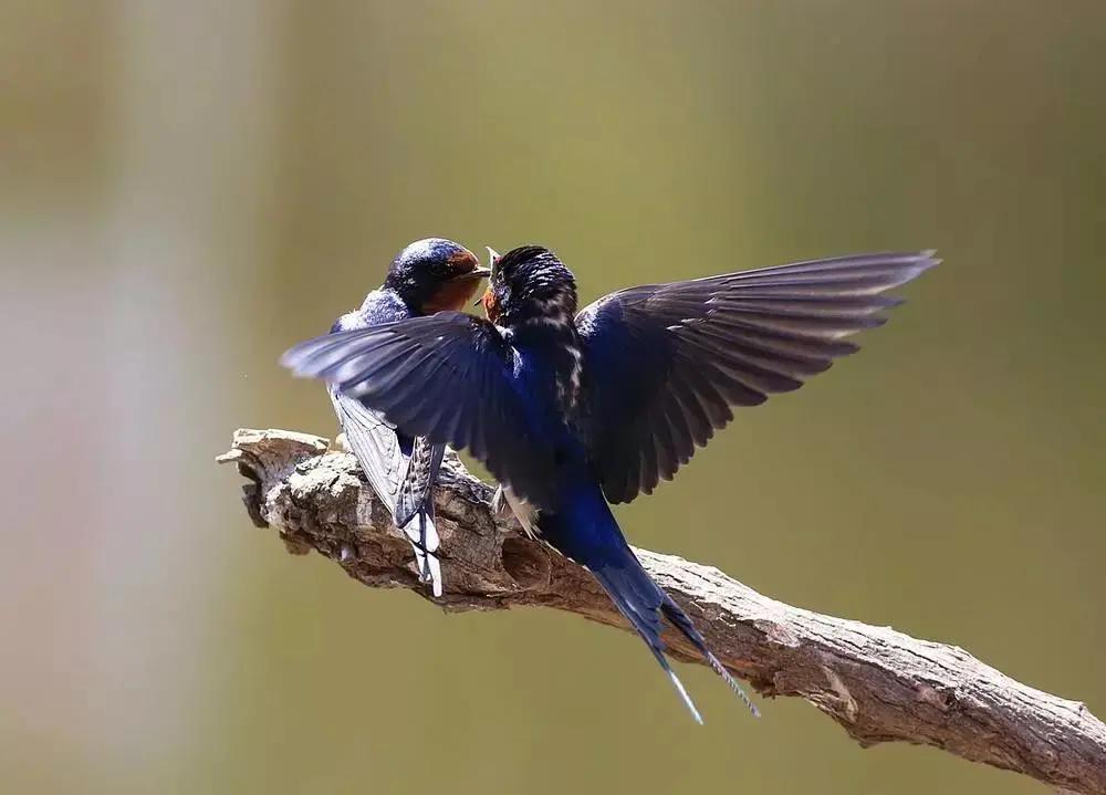 二十四节气白露,二十四节气白露的诗