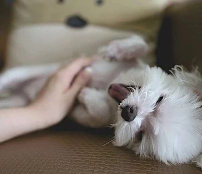 狗狗天气热生病怎么办呢,狗狗热了怎么办