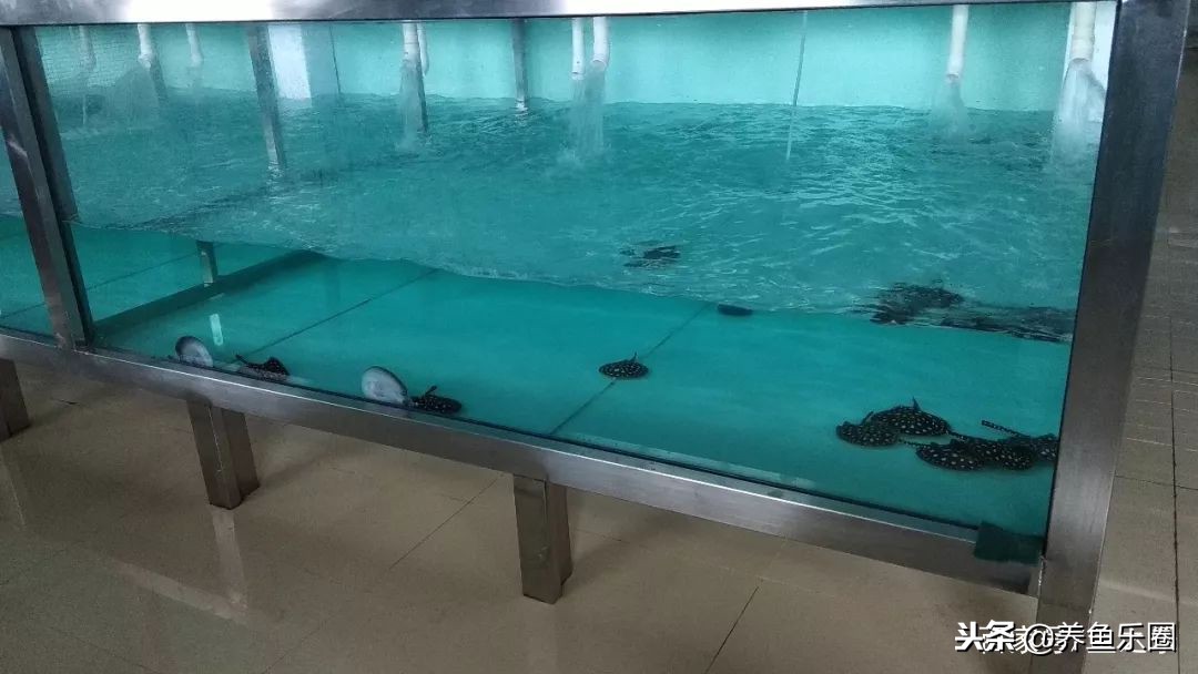 这位土豪家的渔场,光滤材就花了500多万,你确定不要见识一下?