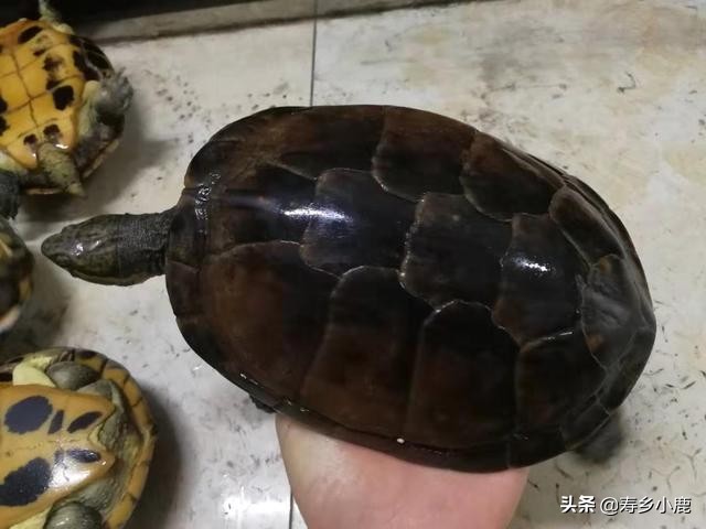 石金钱龟在水生蛋怎么处理,石金钱龟壳怎么处理