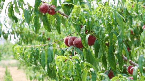 十堰新鲜采摘桃,十堰西沟桃子