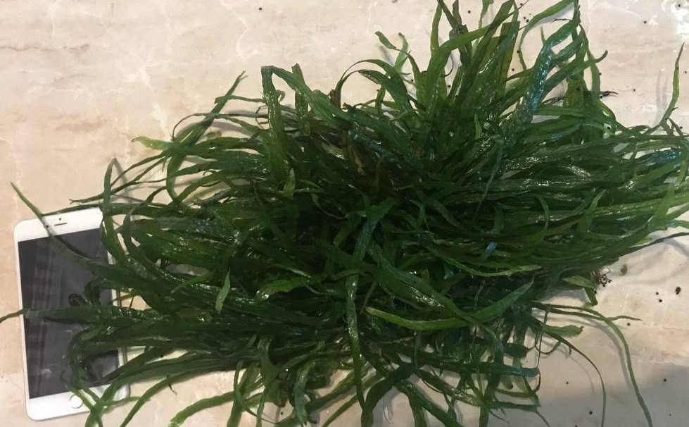 草缸细叶铁发黑？把这4点弄明白，让鱼缸草旺鱼美