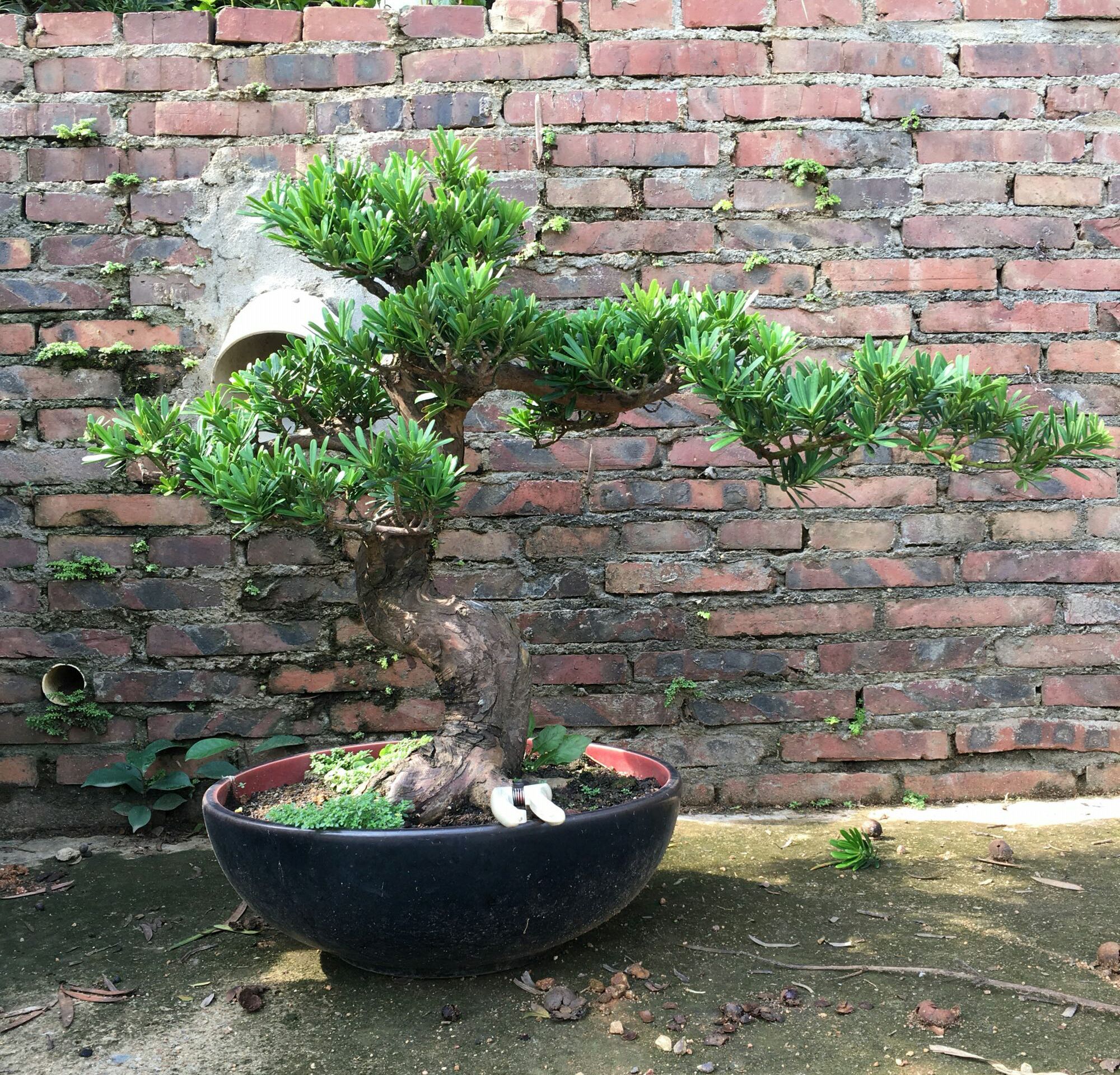 罗汉松盆景的造型与养护技巧,罗汉松盆景养护管理要点有哪些