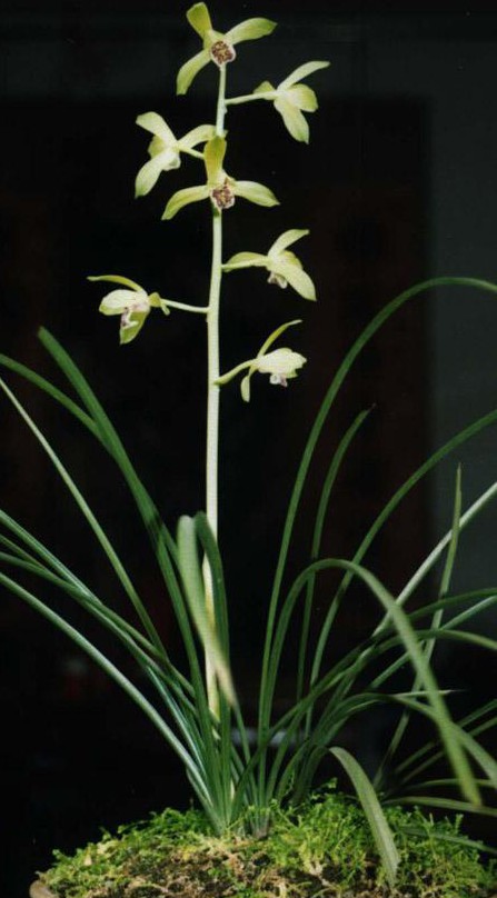 老八种蕙兰花品种,蕙兰新八种价格表