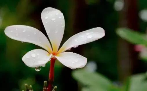 记住滂沱大雨没有伞的日子下一句,记住大雨时候的样子