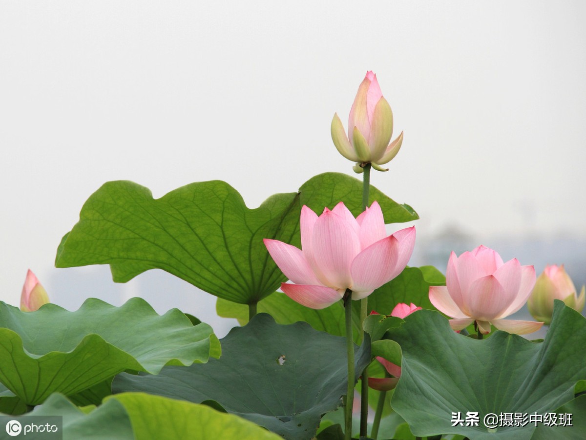 新手也能拍得好荷花摄影技巧,拍荷花的九个技巧