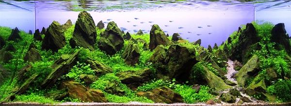 水草缸省钱造景,水草缸怎么降低ph值