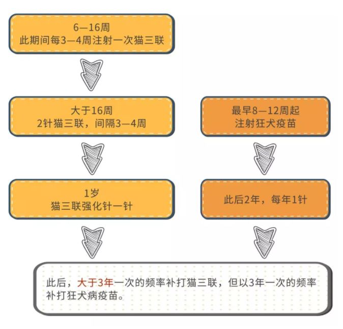 小猫打针后死了,小猫打了狂犬疫苗还会得病吗