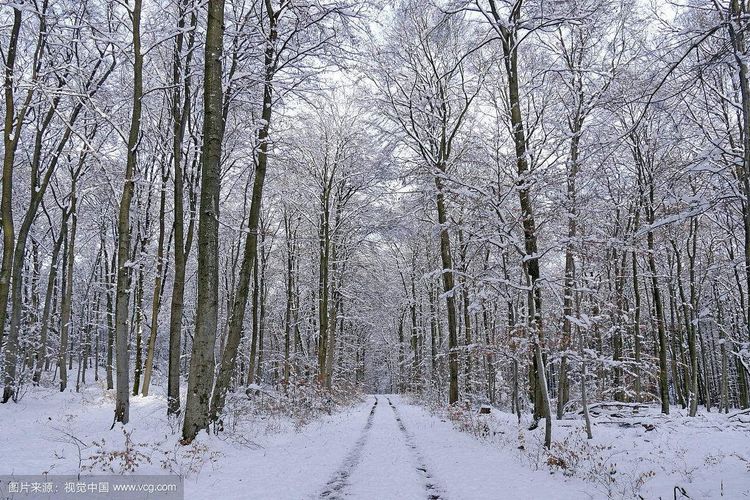 秋韵温柔岁月，冬情惊艳时光
