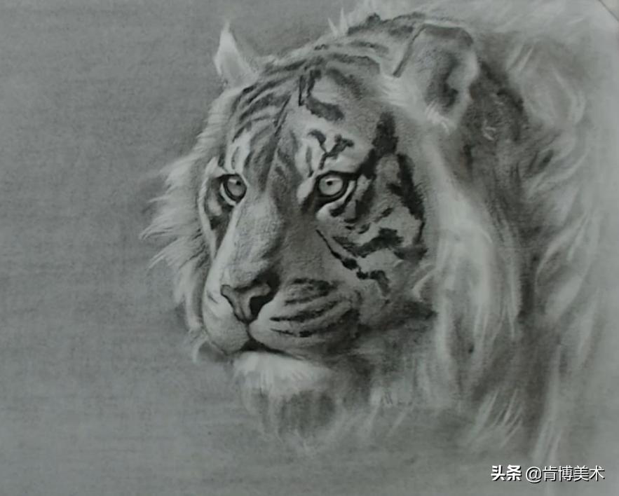 怎么画老虎素描新手,画素描老虎的步骤与方法