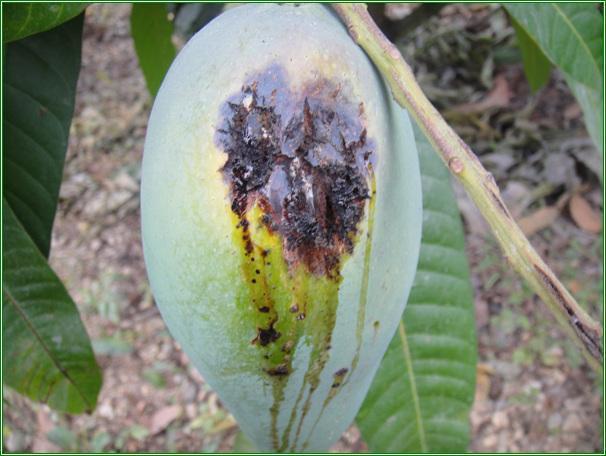 芒果角斑病用什么药好得快,芒果角斑病的主要症状
