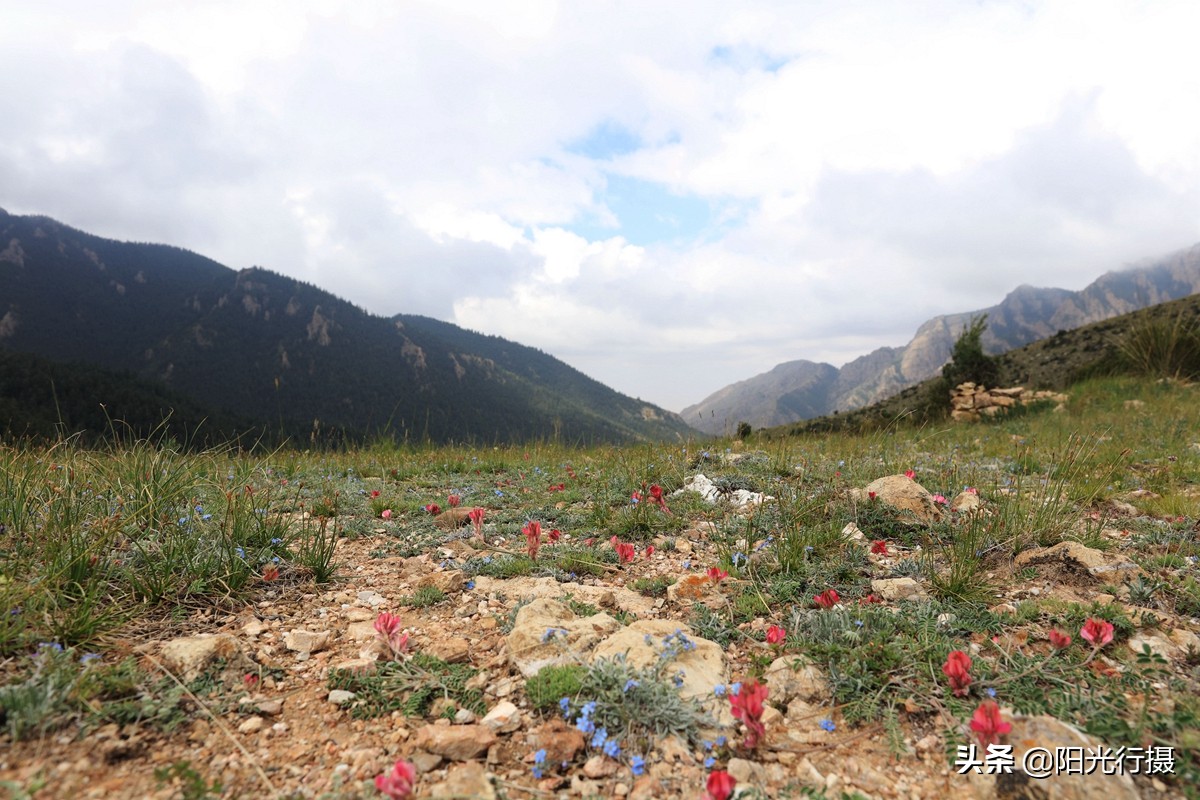 静谧森林和沙漠交界处,静谧森林红色石头