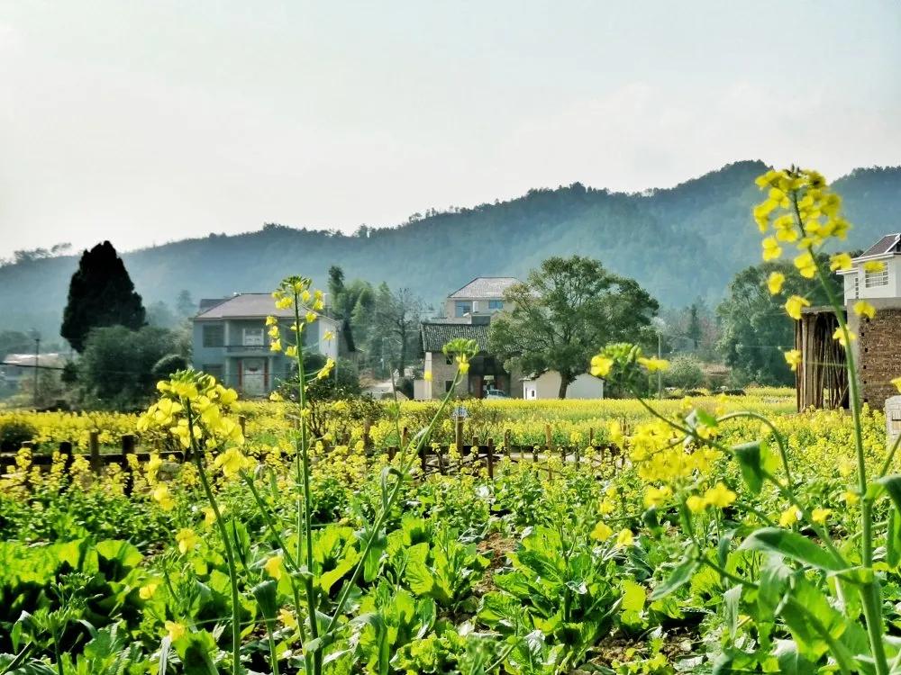 【谁不说咱家乡美】美丽中国，“乡”约万安（河西片）