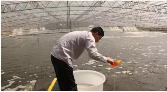 冬棚养虾气温高怎么管理,冬天大棚养虾注意什么