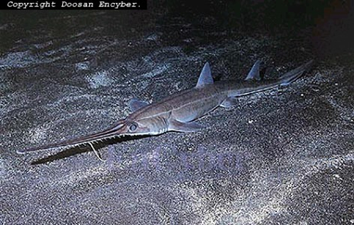 外形凶悍并自带利刃的锯鲨,攻击却远不及一种鳐鱼,险成鲨鱼耻辱