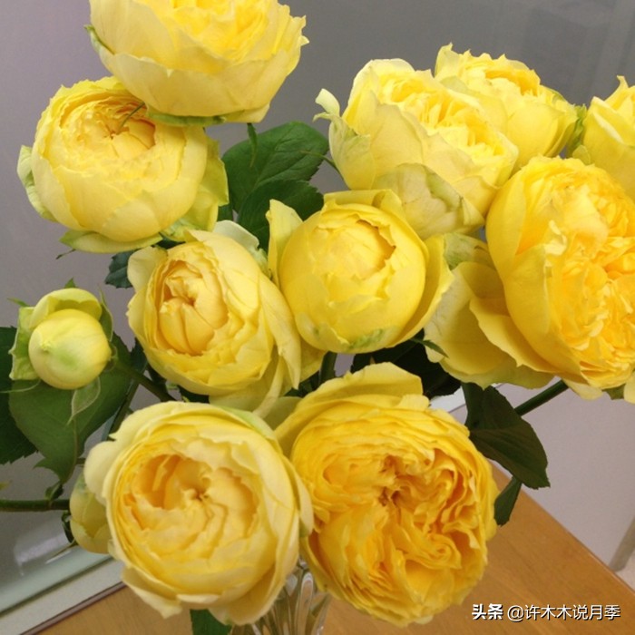 切花大全100种,鲜花大全50种花的花语