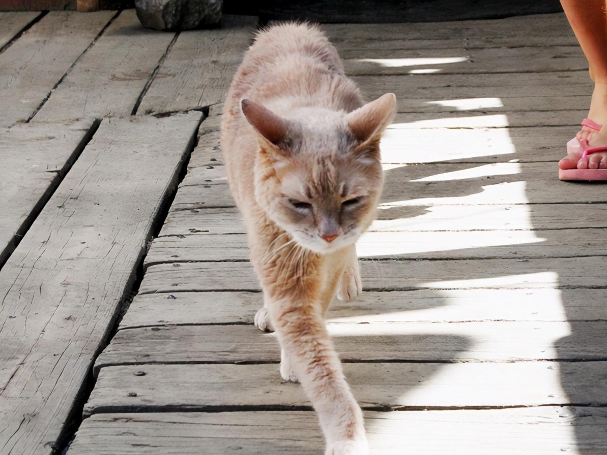 猫咪这6个常规小知识你知道几个,猫咪以后年纪大了该如何饲养