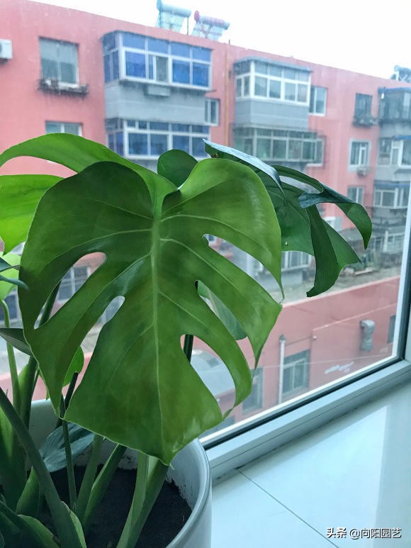 龟背竹闷养,龟背竹家庭养护及问题大全