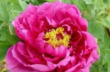 七绝咏荷外五首,咏荷七律坡底韵