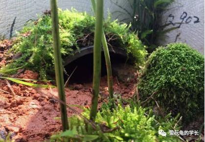 黄缘龟该如何造景,黄缘龟造景用河沙