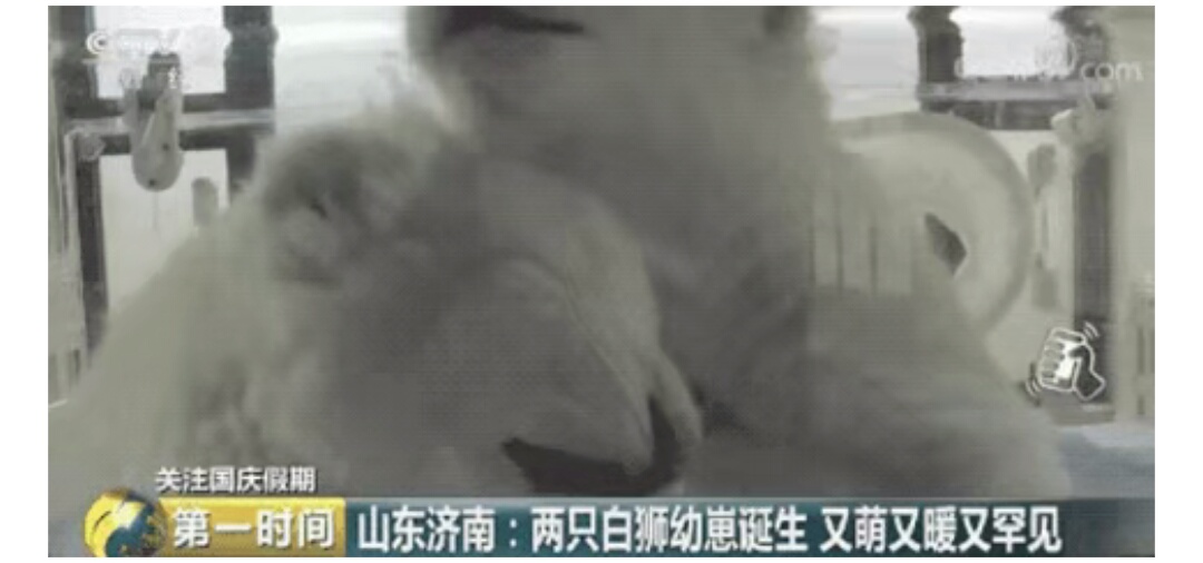 世界唯一一只白色大熊猫,世界上唯一一只白黄色大熊猫