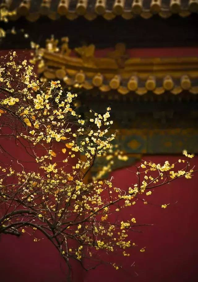 赏花时间表,赏花季节及图片