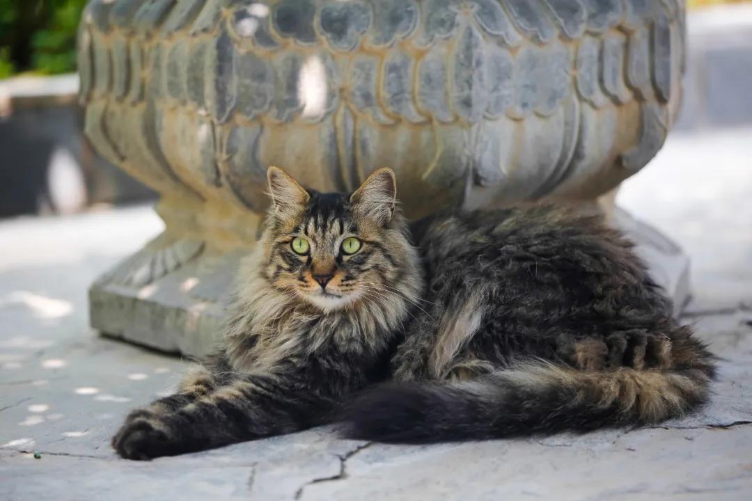 马霸霸|风度翩翩花荣荣