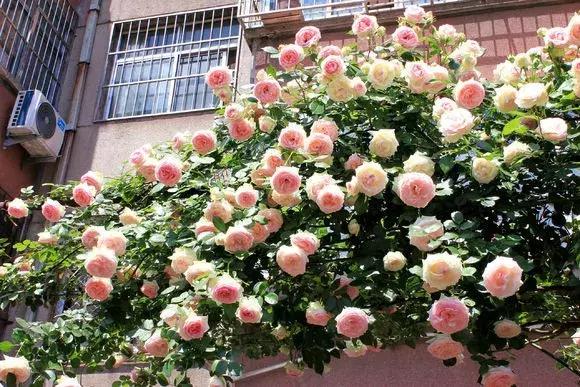 藤本月季秋季怎么修剪才会花墙,最丰花多季开花的藤本月季