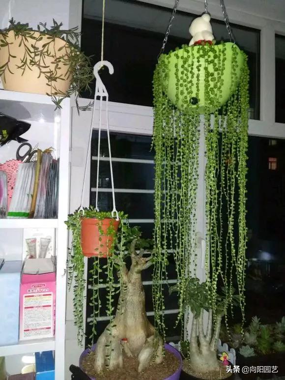 珍珠吊兰怎么养才能爆盆呢,珍珠吊兰怎么养才能更旺盛