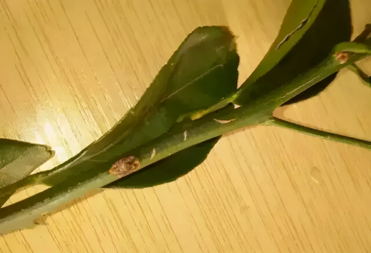 柑橘溃疡病有效防治新进展,柑橘溃疡病的防治方法