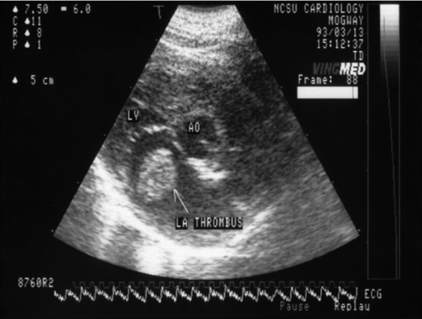 猫咪急救手册,猫咪动脉血栓取出