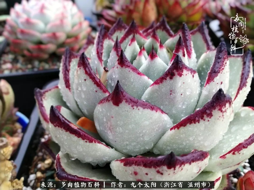 景天、球和龙舌兰，只要是多肉，都喜爱